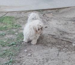 Found/Stray Unknown Dog last seen E olive and n peach the landing at fancher creek by apt 162, Fresno, CA 93727