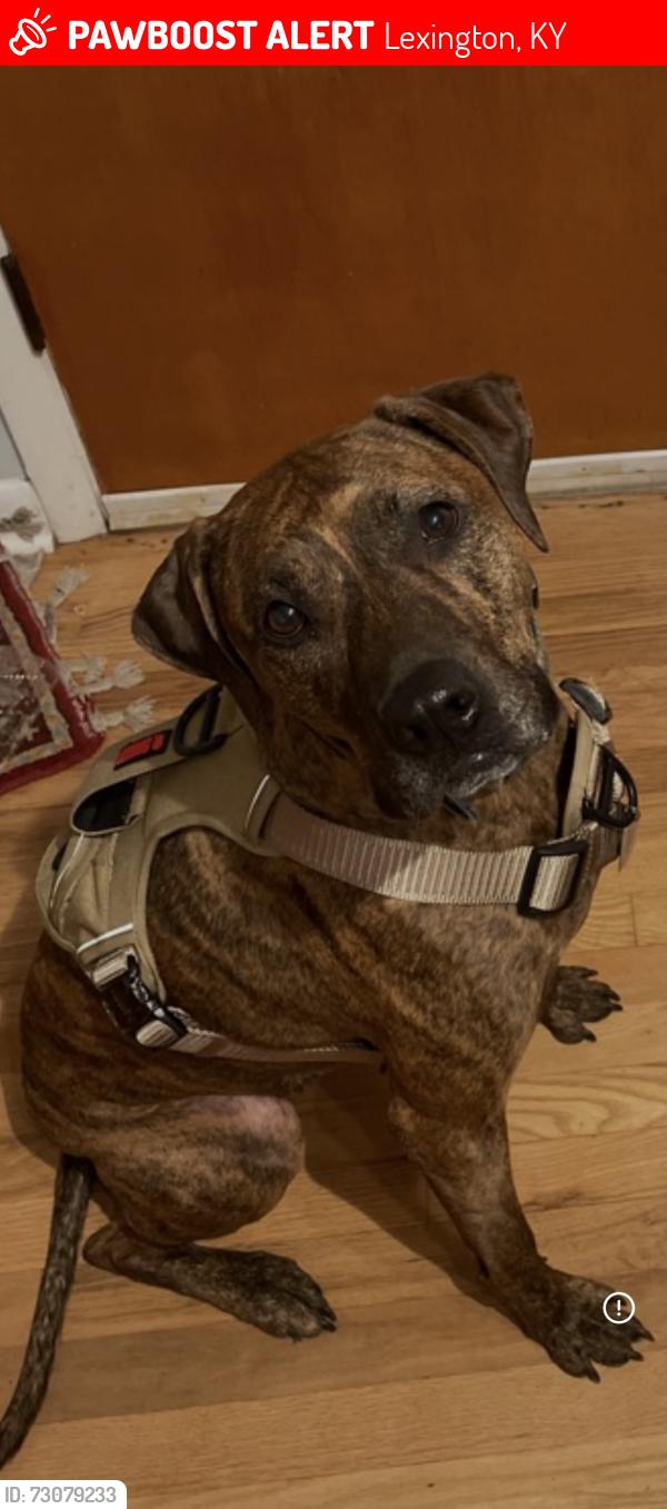 Lost Male Dog last seen Bryanstation, Lexington, KY 40505