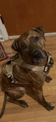 Lost Male Dog last seen Bryanstation, Lexington, KY 40505