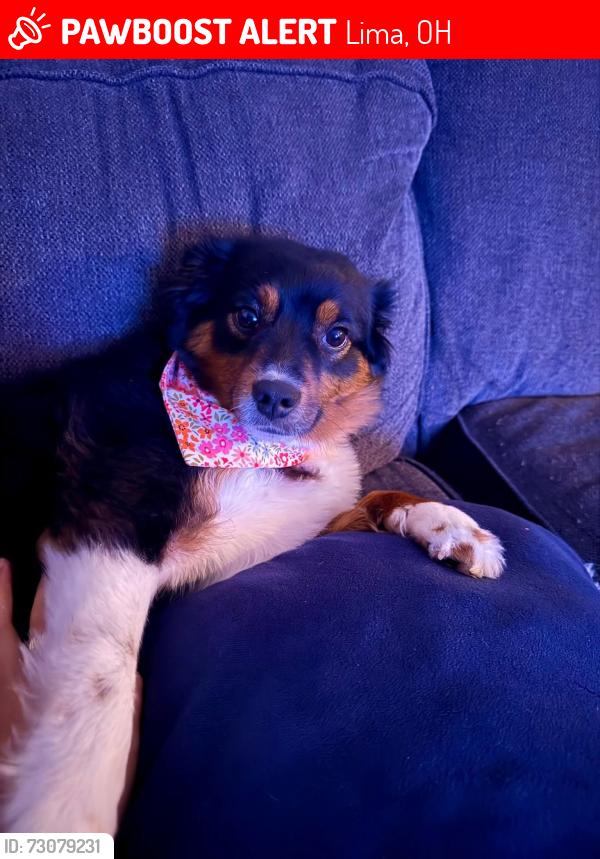 Lost Female Dog last seen At a playground behind Lima Baptist Temple, Lima, OH 45801