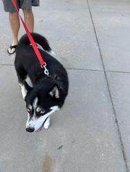 Reunited Male Dog last seen Meadowlark, Windsor, CO 80550
