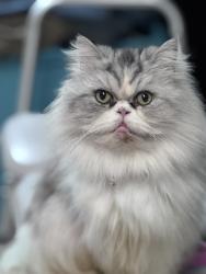 Lost Male Cat last seen AO buckles rd, Elizabethton, TN 37643