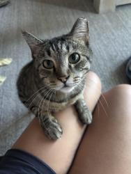 Lost Male Cat last seen 7/11, Salt Lake City, UT 84109
