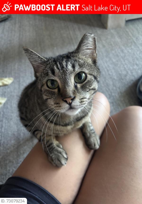 Lost Male Cat last seen 7/11, Salt Lake City, UT 84109