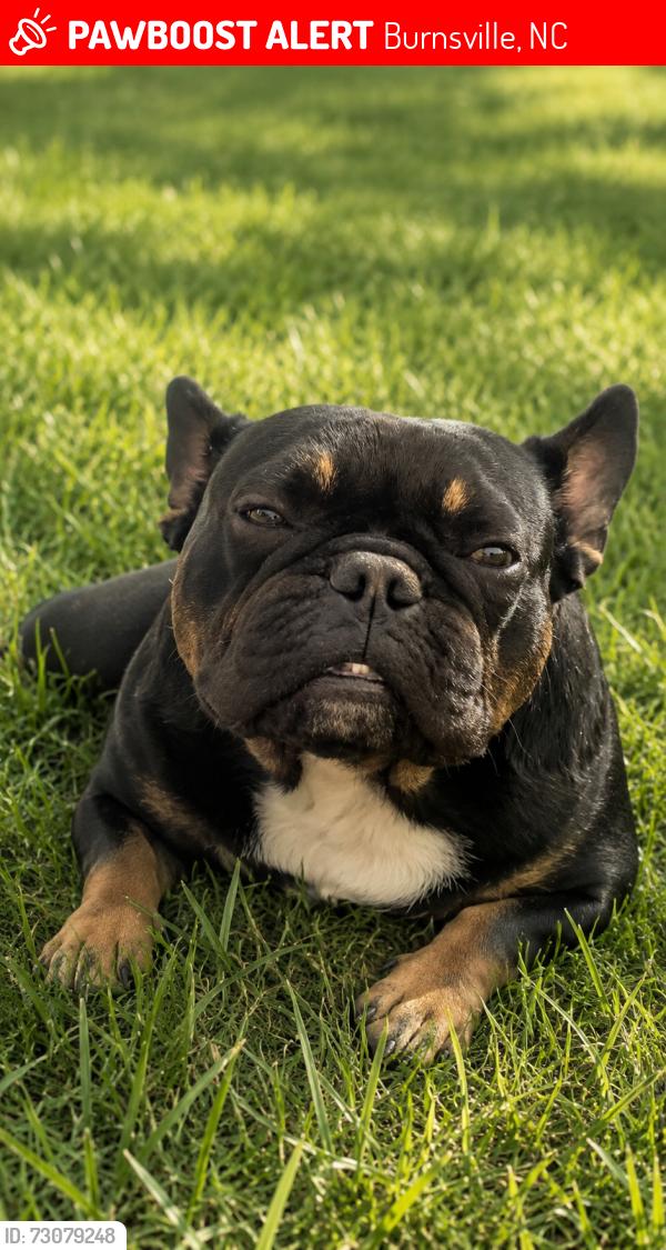 Lost Male Dog last seen Hey 197, Burnsville, NC 28714