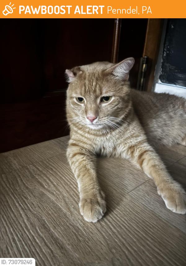 Found/Stray Male Cat last seen Hulmeville ave Bellevue ave, Penndel, PA 19047