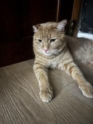 Found/Stray Male Cat last seen Hulmeville ave Bellevue ave, Penndel, PA 19047