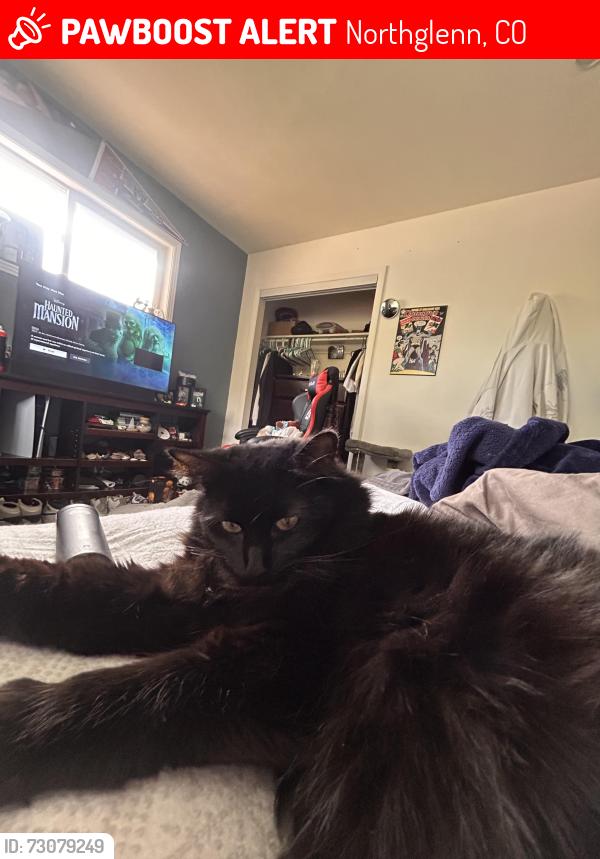 Lost Female Cat last seen linda sue lane, Northglenn, CO 80233