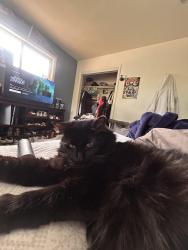 Lost Female Cat last seen linda sue lane, Northglenn, CO 80233
