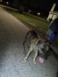 Found/Stray Male Dog last seen Mosswood and McArthur, Fayetteville, NC 28311