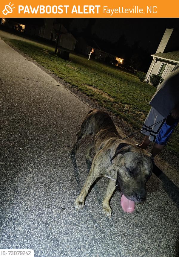 Found/Stray Male Dog last seen Mosswood and McArthur, Fayetteville, NC 28311