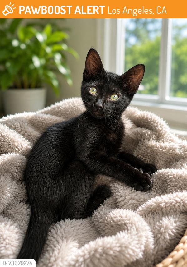 Found/Stray Female Cat last seen Nordhoff and balboa, Los Angeles, CA 91325