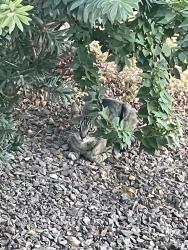 Found/Stray Unknown Cat last seen 72nd Street & Guadalupe, Mesa, AZ 85212