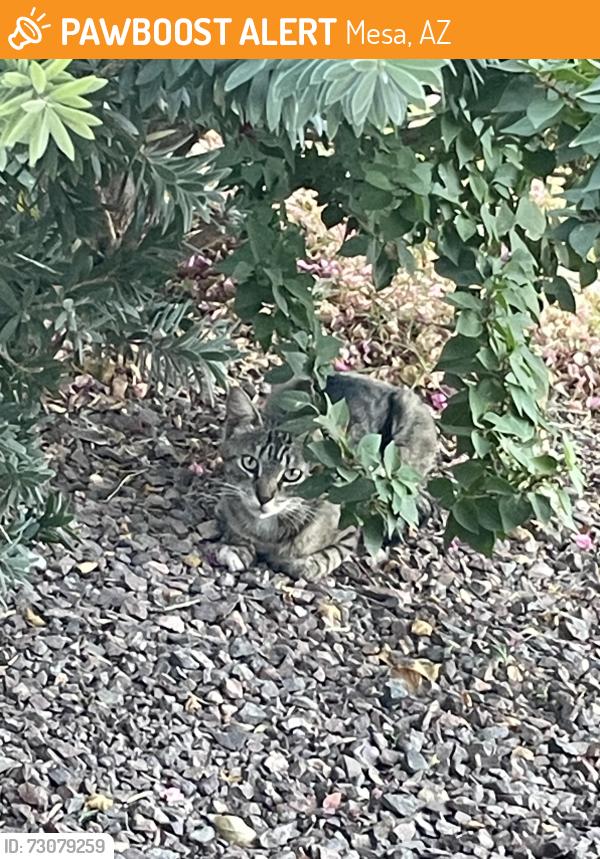 Found/Stray Unknown Cat last seen 72nd Street & Guadalupe, Mesa, AZ 85212