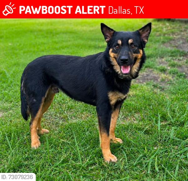 Lost Male Dog last seen Lost from 2047 S. Farola Dr. Dallas 75228, Dallas, TX 75228