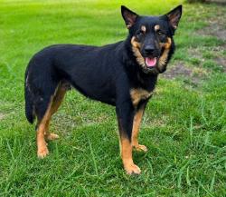 Lost Male Dog last seen Lost from 2047 S. Farola Dr. Dallas 75228, Dallas, TX 75228