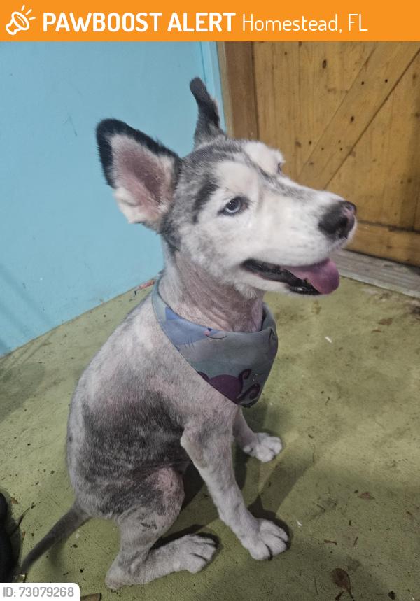 Found/Stray Female Dog last seen Shopping center were crunch is in hmstd, Homestead, FL 33033
