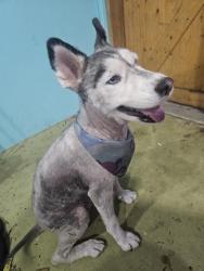 Found/Stray Female Dog last seen Shopping center were crunch is in hmstd, Homestead, FL 33033