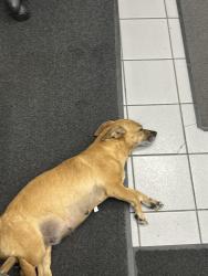 Found/Stray Female Dog last seen Cvtr navy dr, Stockton, CA 95206