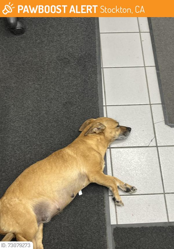 Found/Stray Female Dog last seen Cvtr navy dr, Stockton, CA 95206