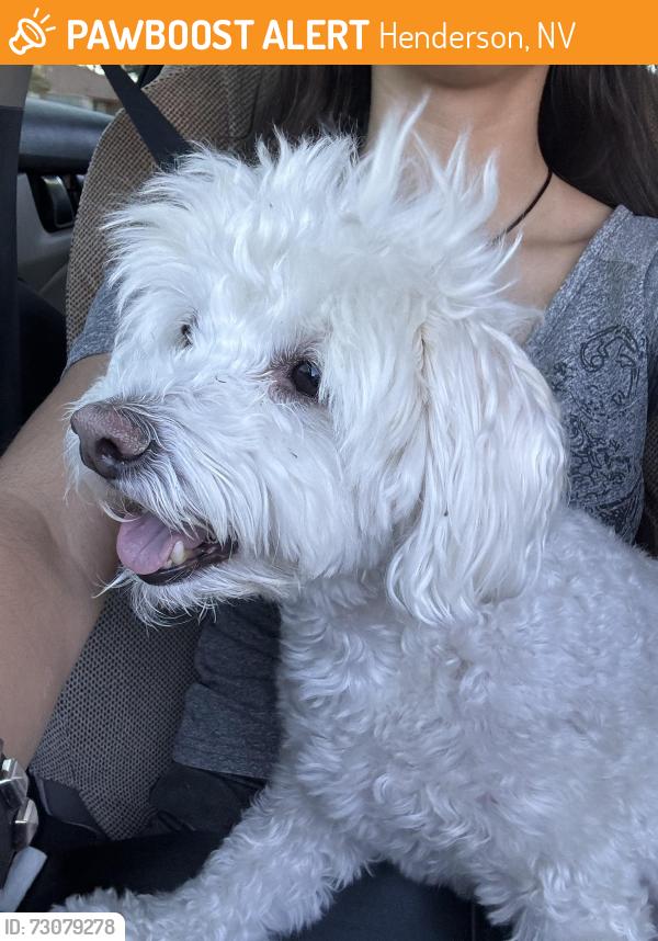 Found/Stray Male Dog last seen N Green Valley Pkwy & Windmill, Henderson, NV 89074
