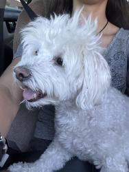 Found/Stray Male Dog last seen N Green Valley Pkwy & Windmill, Henderson, NV 89074