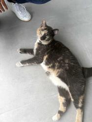 Found/Stray Unknown Cat last seen Davie Truck Stop, Davie, FL 33314