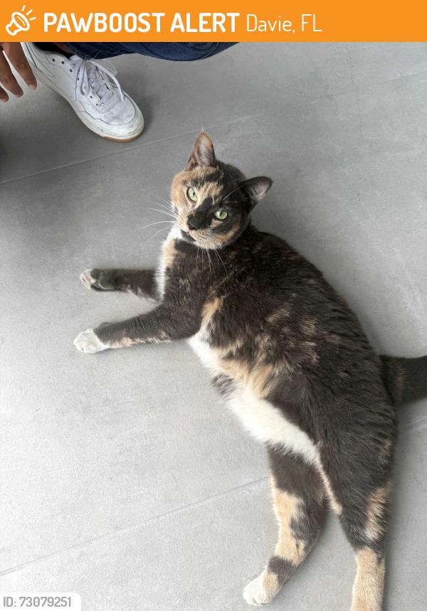 Found/Stray Unknown Cat last seen Davie Truck Stop, Davie, FL 33314
