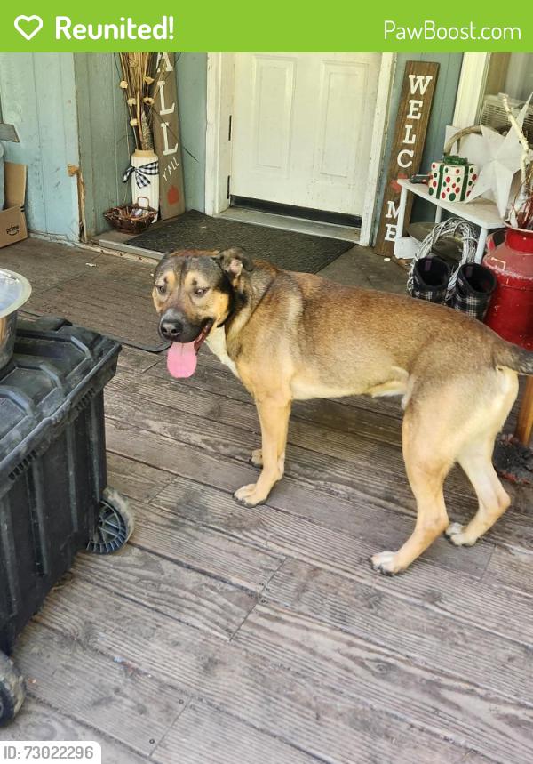 Reunited Male Dog last seen Willms rd and camden, Elk, WA 99009