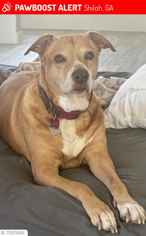 Lost Female Dog last seen SR 116, Shiloh, GA 31826