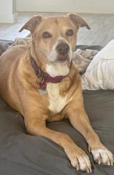 Lost Female Dog last seen SR 116, Shiloh, GA 31826