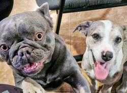 Reunited Male Dog last seen Speedway/Silverbell, Tucson, AZ 85745