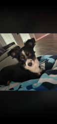 Lost Male Dog last seen Porter rd and George smith rd, Lithia, FL 33547