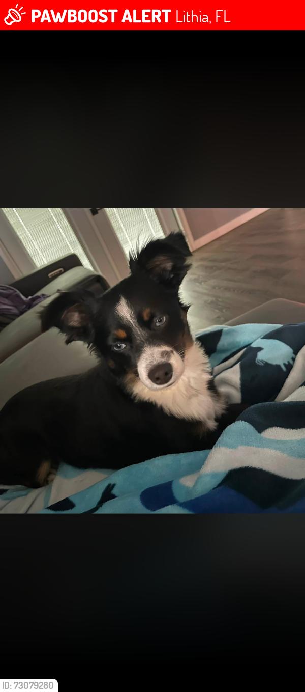 Lost Male Dog last seen Porter rd and George smith rd, Lithia, FL 33547