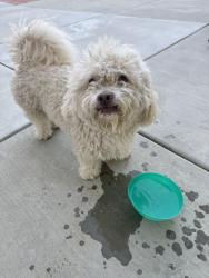 Reunited Male Dog last seen Frank Eaton Memorial Park, Perris, CA 92571