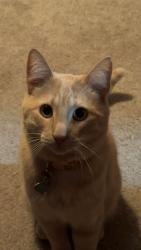 Lost Male Cat last seen 140th st nw, Prior Lake, MN 55379