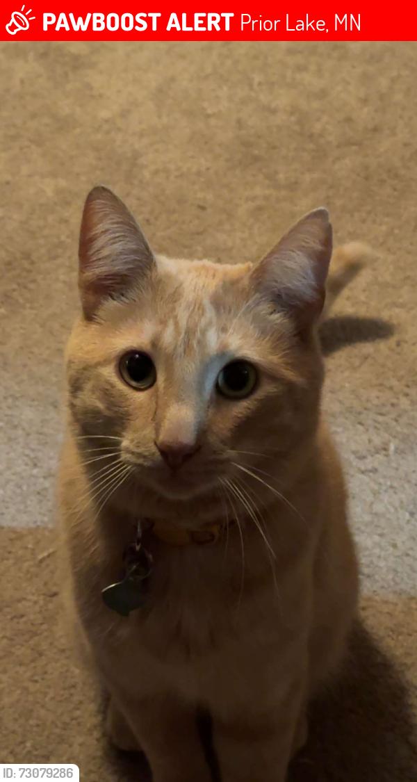 Lost Male Cat last seen 140th st nw, Prior Lake, MN 55379