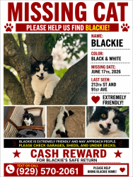 Lost Male Cat last seen 91st ave and 213th st, Queens, NY 11428