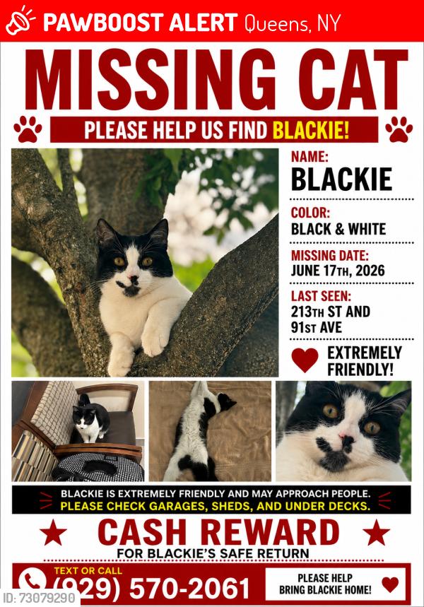 Lost Male Cat last seen 91st ave and 213th st, Queens, NY 11428