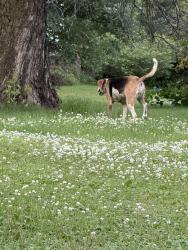 Found/Stray Unknown Dog last seen Lake Phalen Community Church, Maplewood, MN 55109