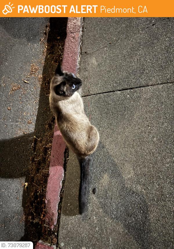 Found/Stray Male Cat last seen monte vista avenue and kingston avenue corner, Piedmont, CA 94611