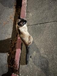 Found/Stray Male Cat last seen monte vista avenue and kingston avenue corner, Piedmont, CA 94611