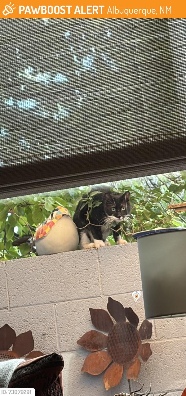 Found/Stray Unknown Cat last seen Academy Hills Dr NE, Albuquerque, NM 87111