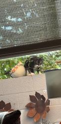 Found/Stray Unknown Cat last seen Academy Hills Dr NE, Albuquerque, NM 87111