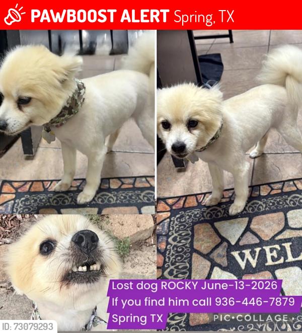 Lost Male Dog last seen Near Wyanngate spring tx, Spring, TX 77373