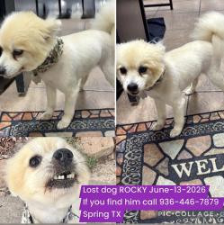Lost Male Dog last seen Near Wyanngate spring tx, Spring, TX 77373