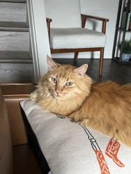 Reunited Male Cat last seen 35th Ave and Northern Ave, Phoenix, AZ 85051