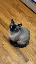 Lost Female Cat last seen Center Dr Brooklyn, NY  11215, Brooklyn, NY 11215
