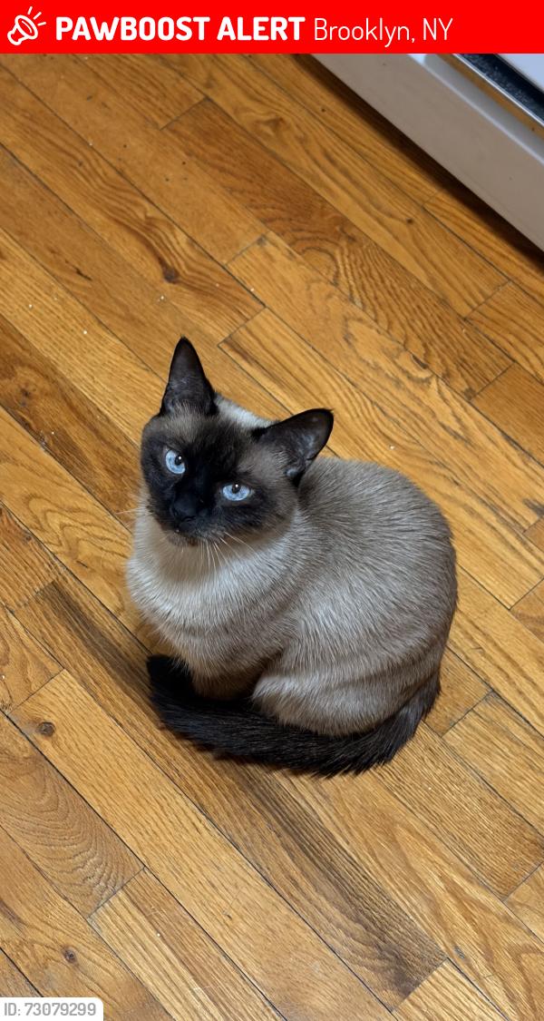 Lost Female Cat last seen Center Dr Brooklyn, NY  11215, Brooklyn, NY 11215