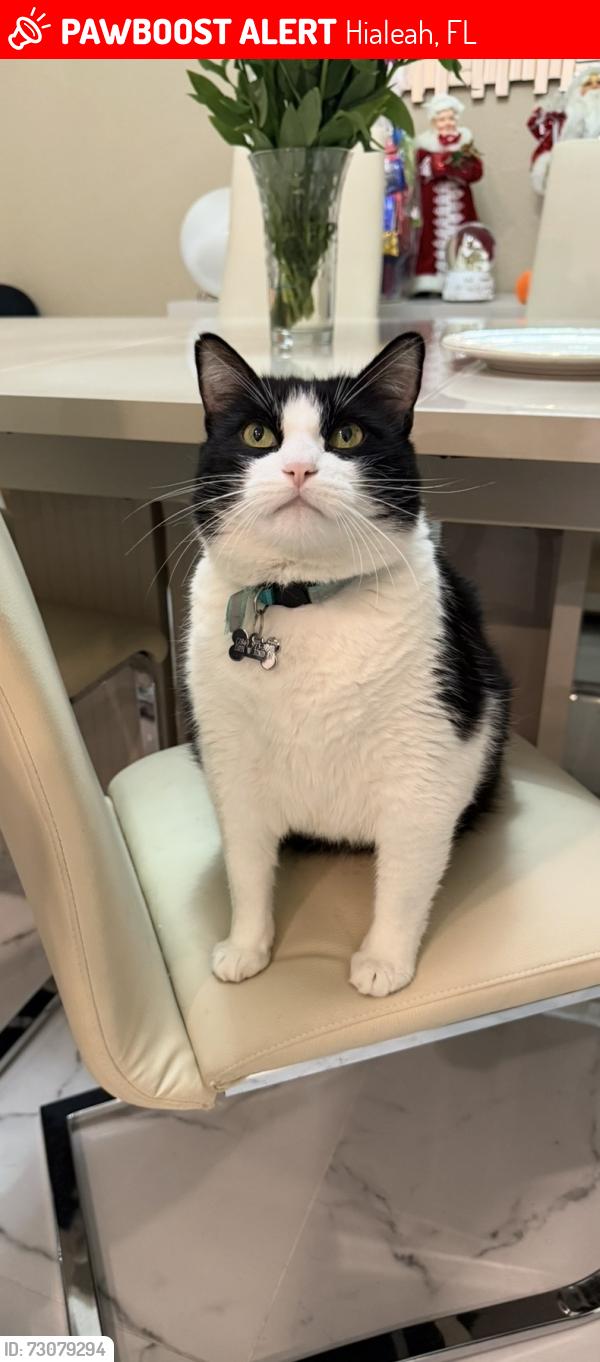 Lost Male Cat last seen Near w 32nd lane, Hialeah, FL 33018